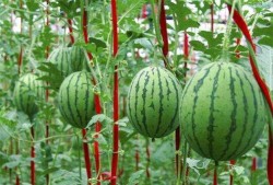 朝阳吃瓜网,揭秘娱乐圈最新热点，带你领略明星幕后故事